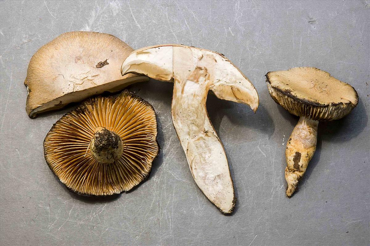 Cortinarius argutus (door Nico Dam)